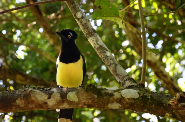 wild yellow bird Iguazu park