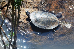 turtle Iguassu