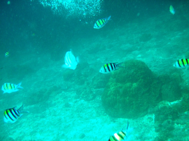 Koh Haa snorkel black yellow fish
