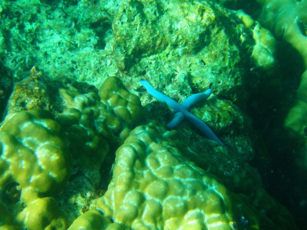 Scubafish snorkel tour