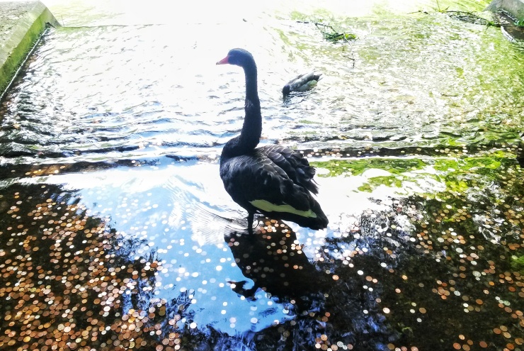 black swan Leeds Castle Kent